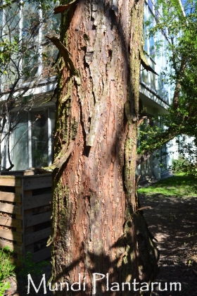 Choerospondias axillaris Mundi Plantarum